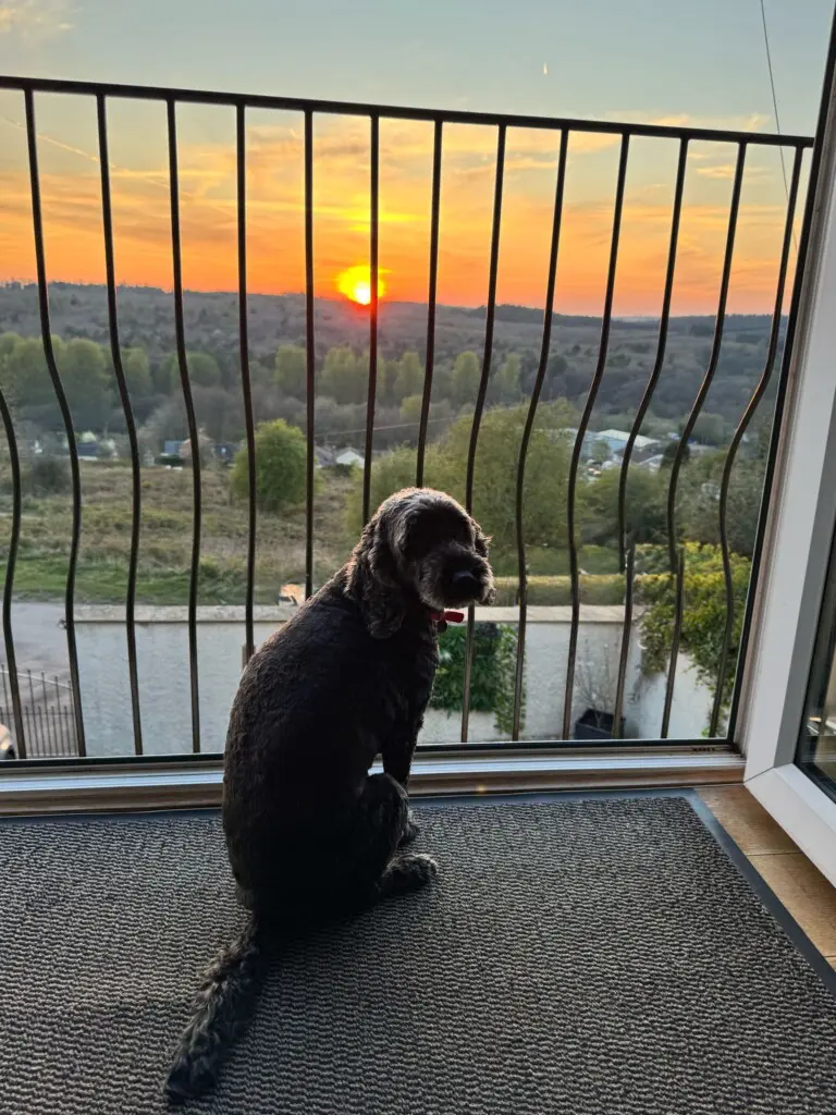 Dog with sunset in the background
