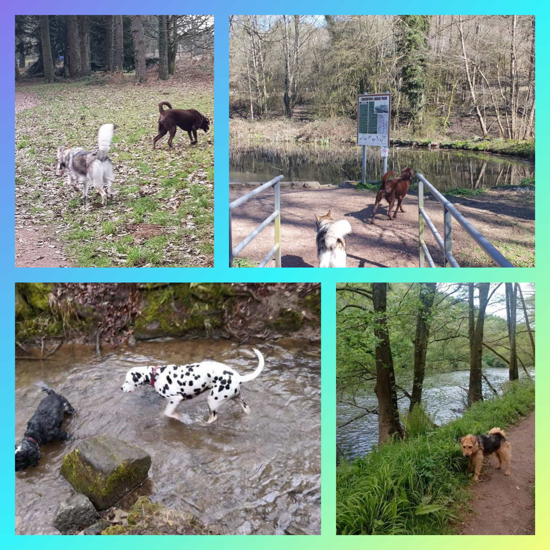5 DOG FRIENDLY ACTIVITIES Willow Forest Stays