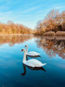 Birdwatching - Swans at Cannop Ponds