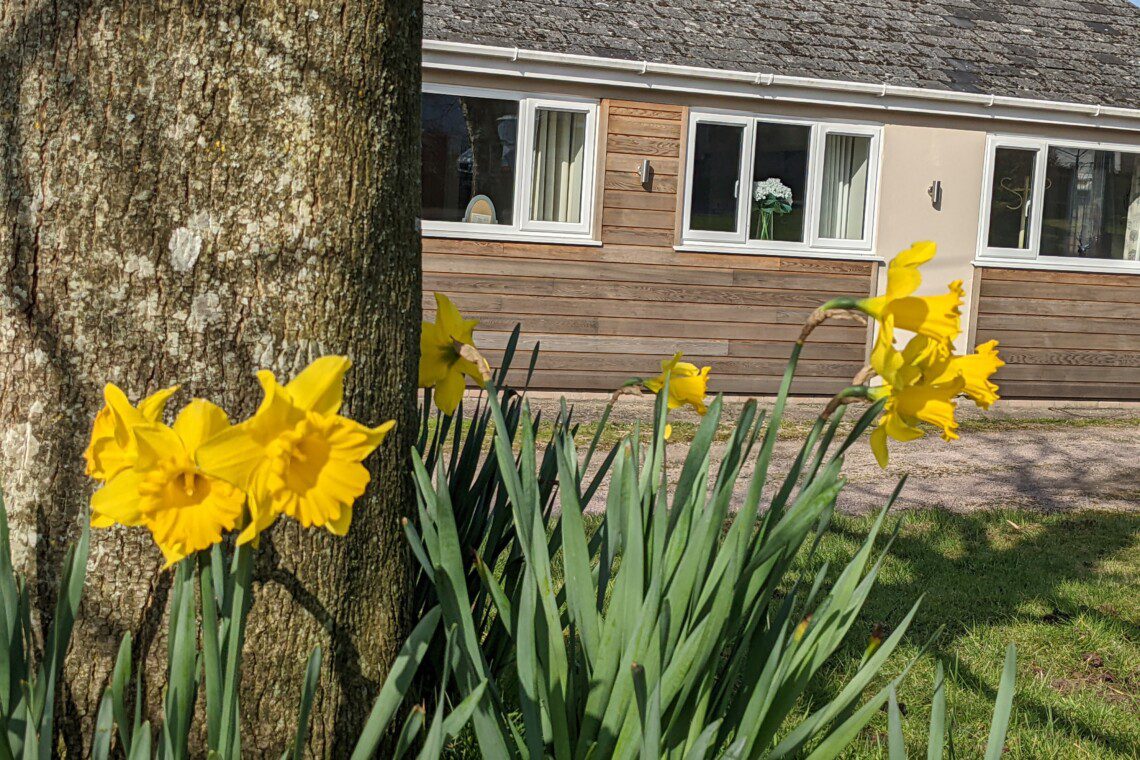 Outside Casita Lodge the Square has two trees with daffodils growing around them