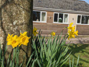 Outside Casita Lodge the Square has two trees with daffodils growing around them