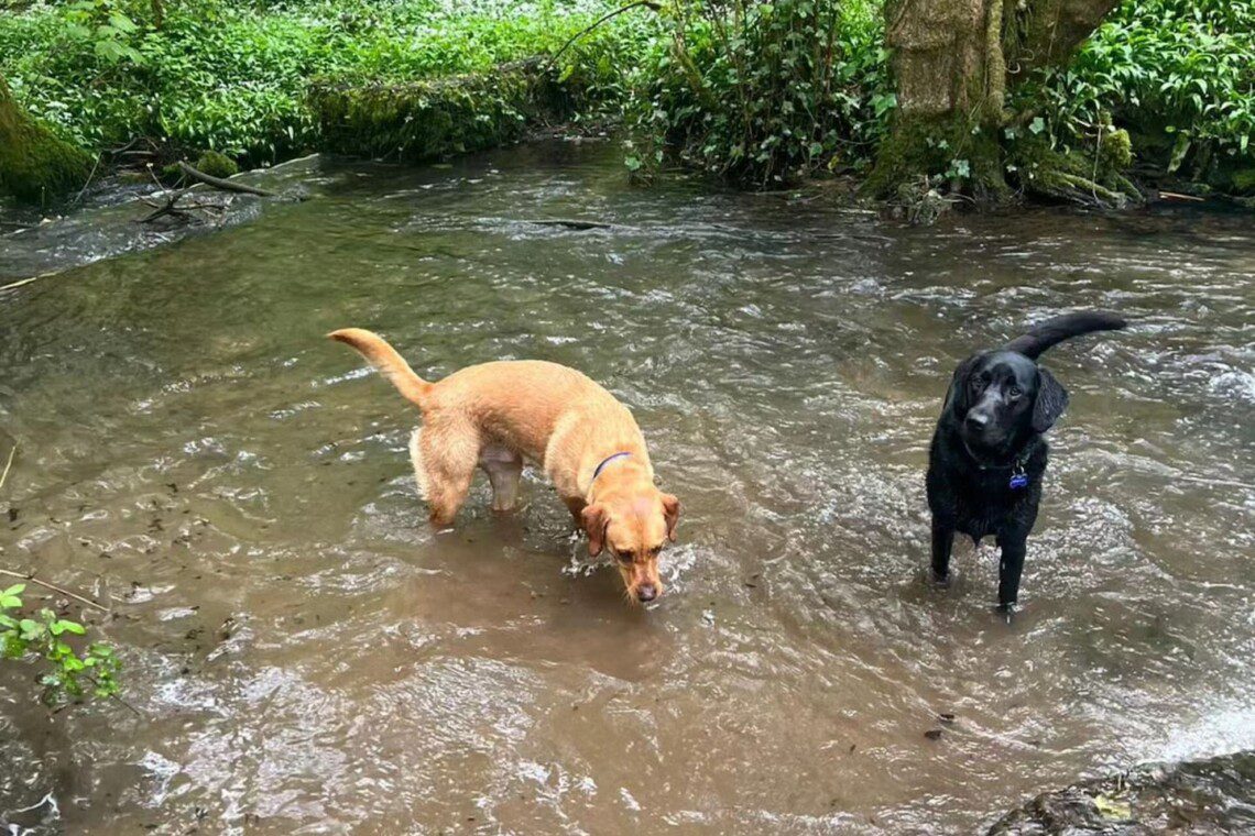 Dog-Friendly Activities