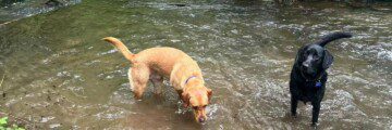 Dog-Friendly Activities