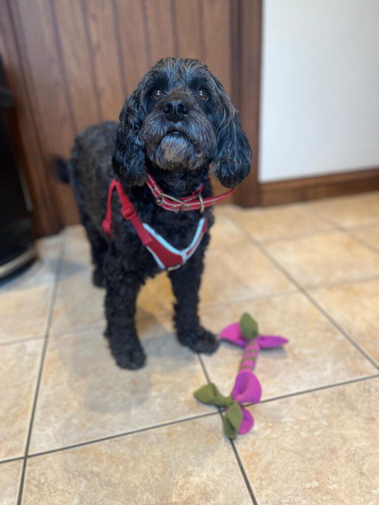 Dog with homemade tug toy at Woodland Barn