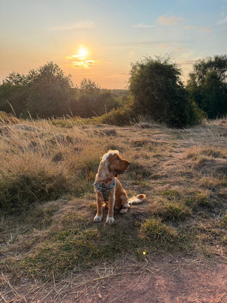Dog on the nature trail
