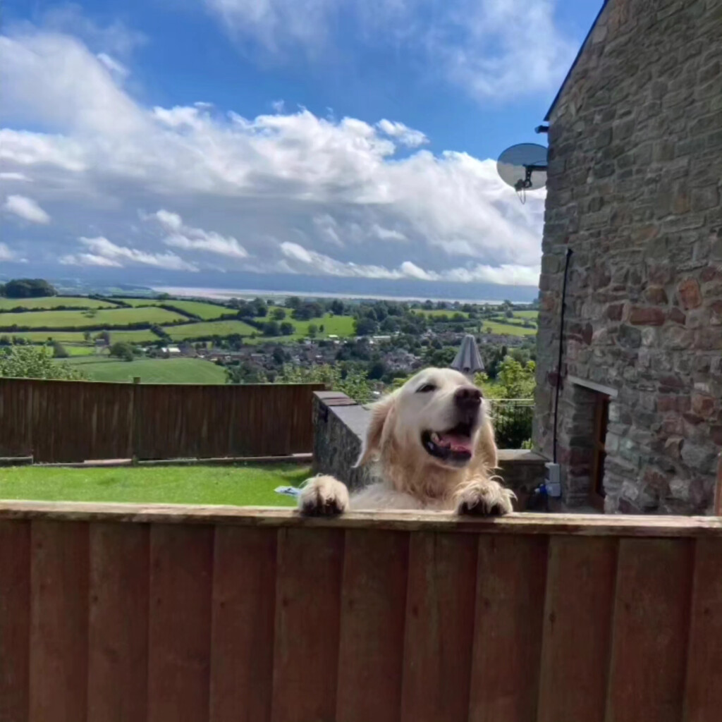 Dog looking over the fence with countryside background