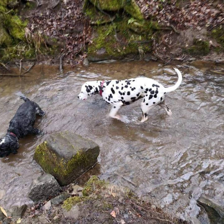 Dogs paddling in the stream